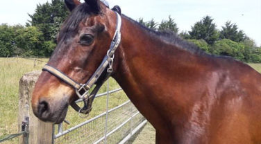 Bay horse standing in field