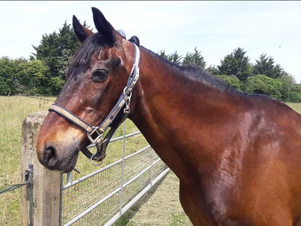 Bay horse standing in field