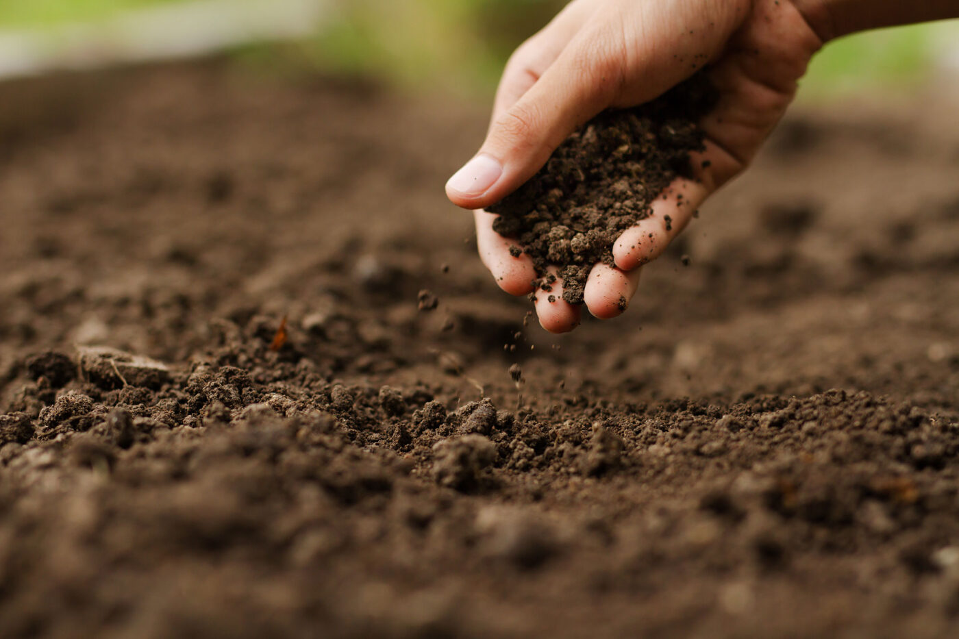 Hand holding soil