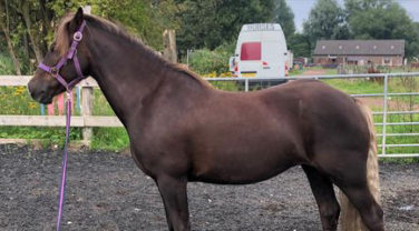 healthy weight pony