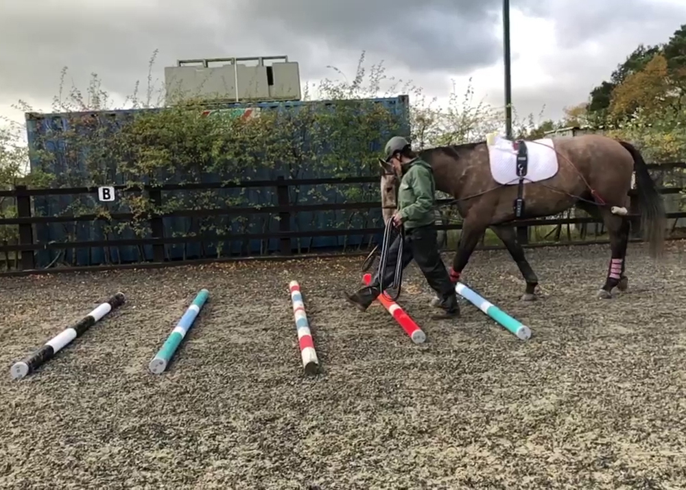 horse walking over poles