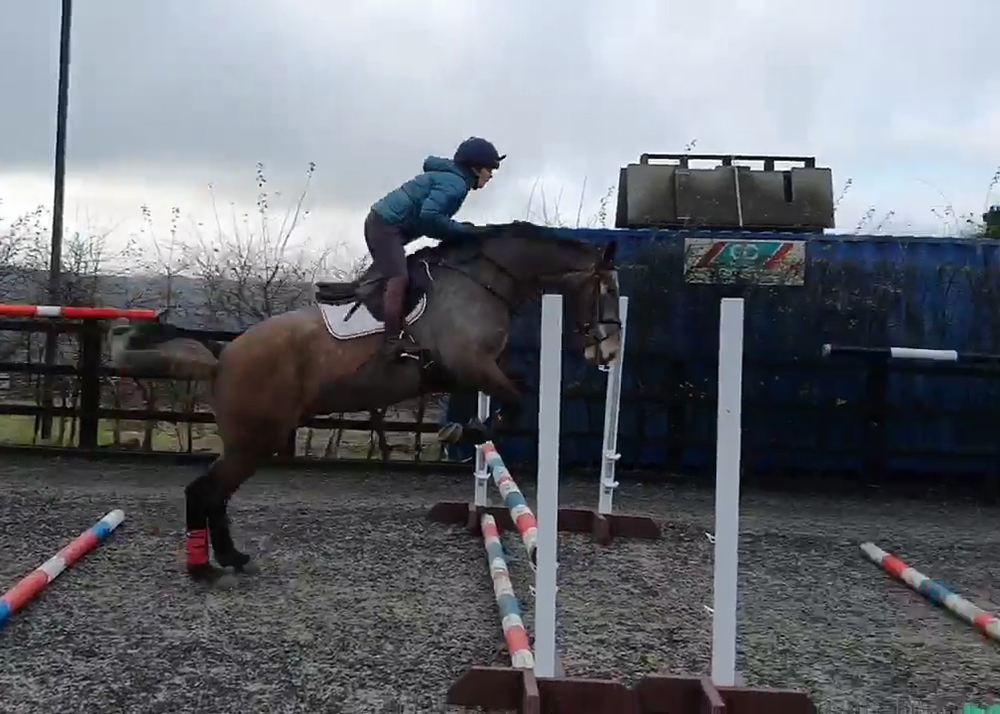 horse jumping