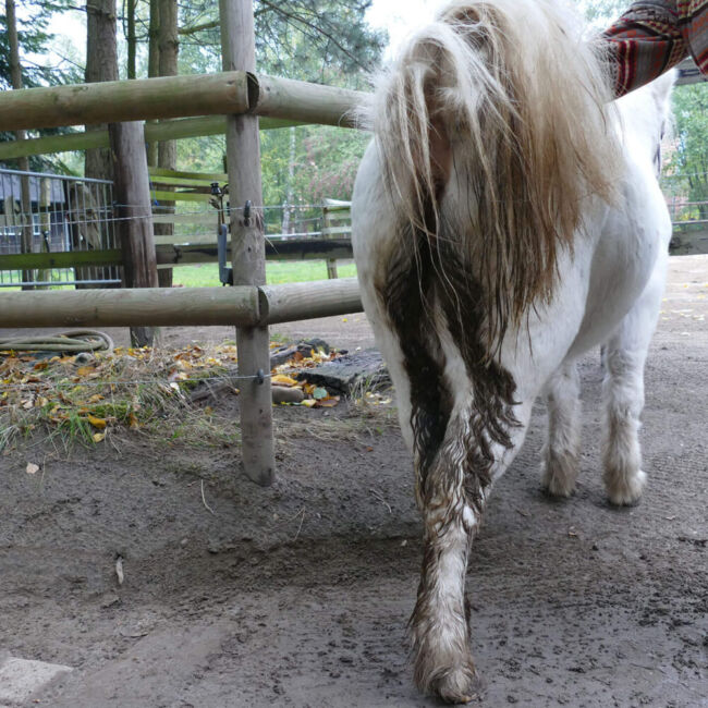 Pony with equine faecal water syndrome