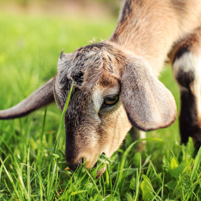 goat grazing