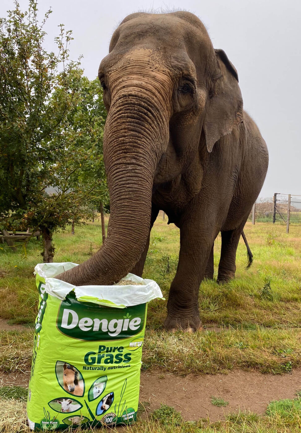 Elephant eating dengie grass