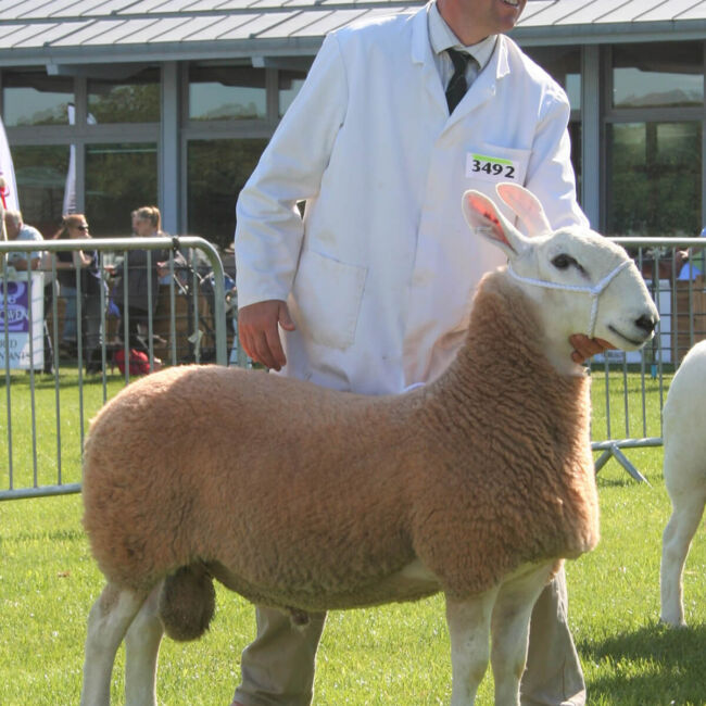 healthy sheep