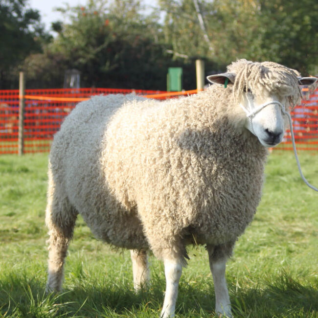Leicester Longwool