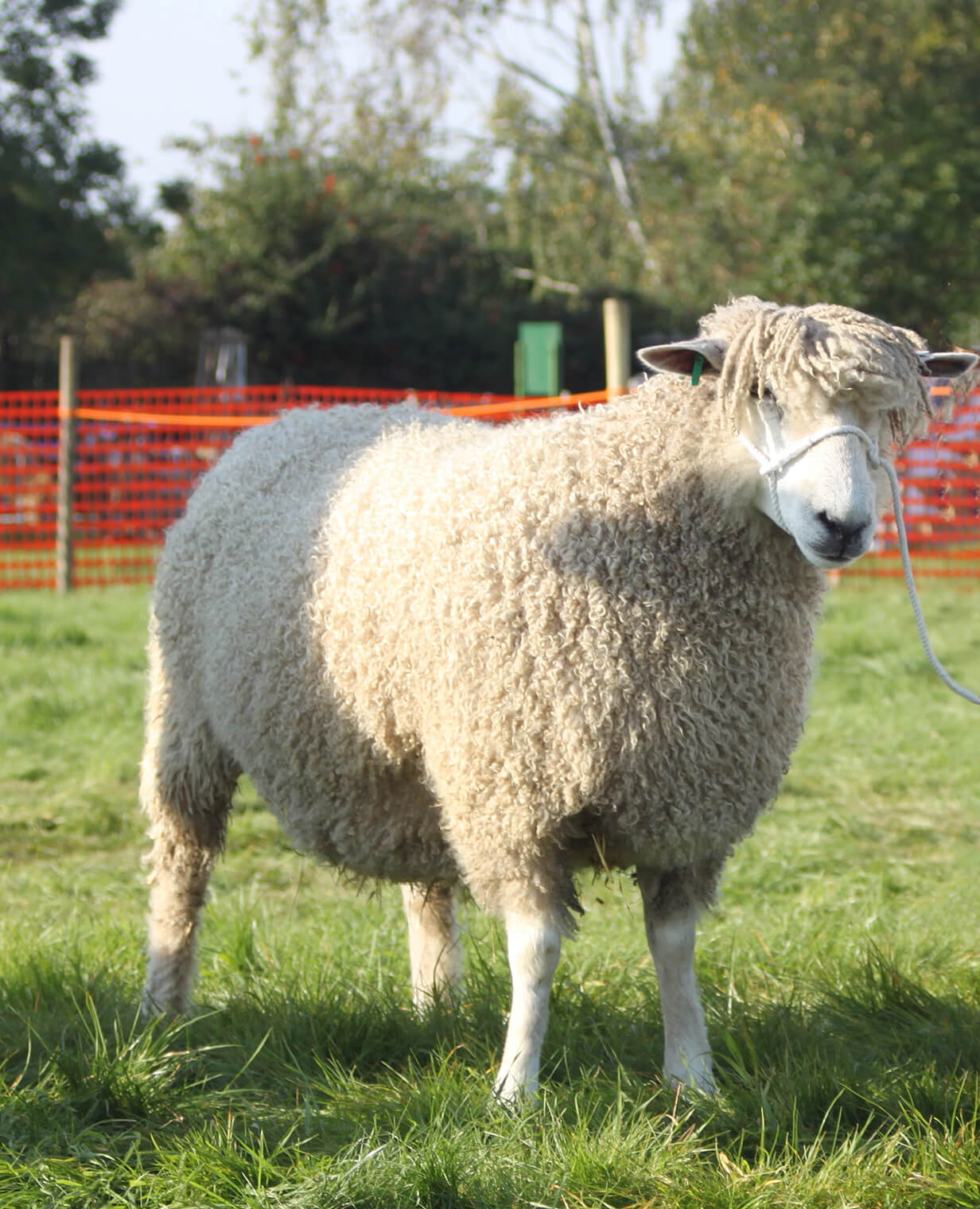 Leicester Longwool