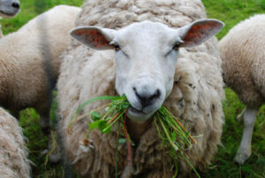 Sheep eating grass