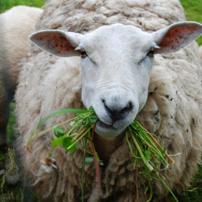Sheep eating grass