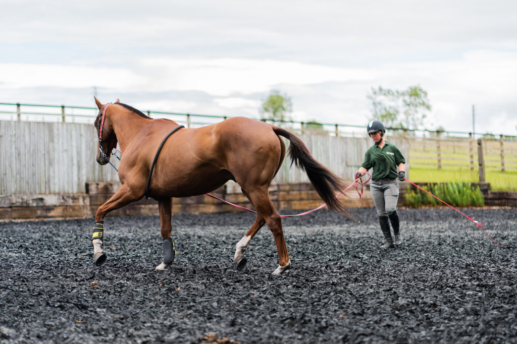 Horse being lunged