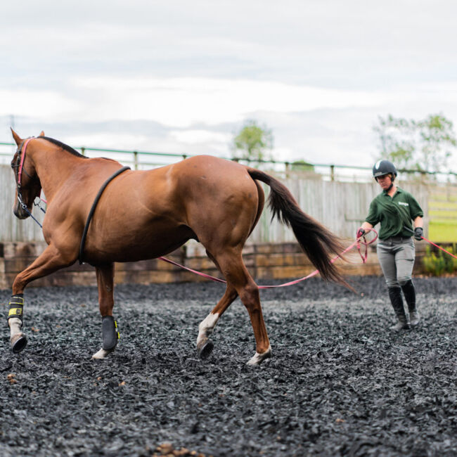 Horse being lunged