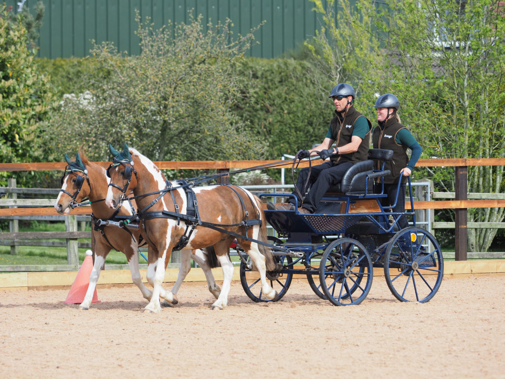 Hope and Star Driving Ponies