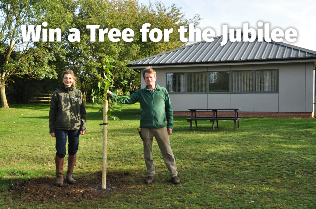 planting a tree for the jubilee