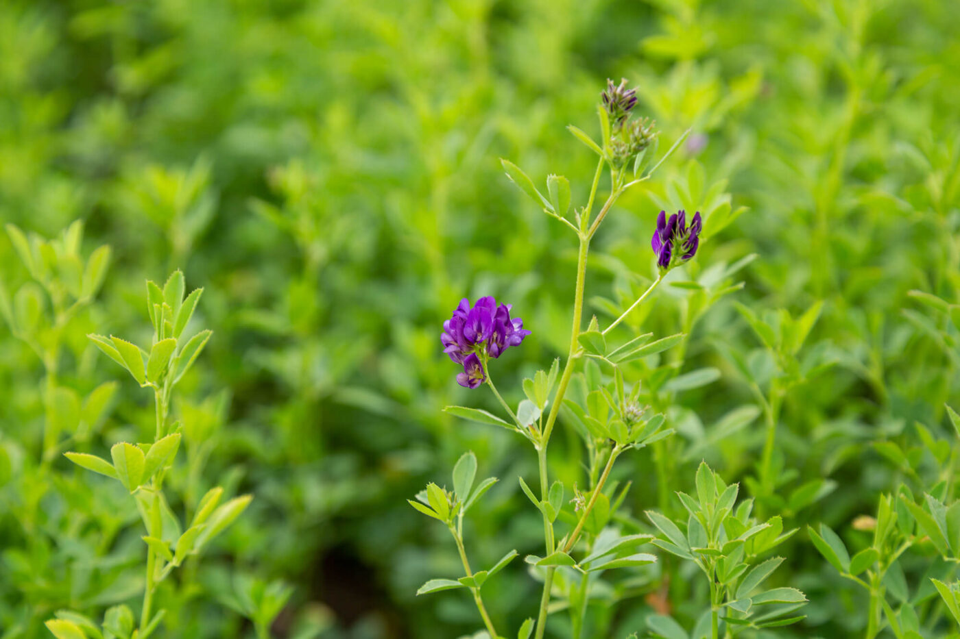 alfalfa field