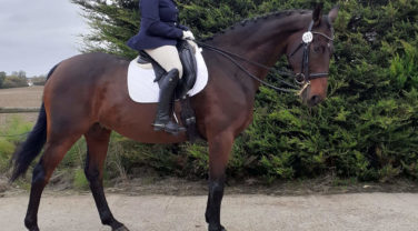 Horse and rider