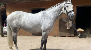 grey horse standing outside stable