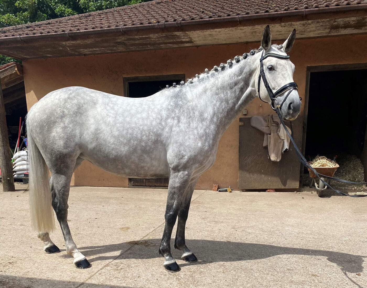 grey horse standing outside stable