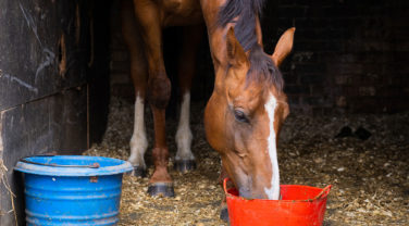 horse eating horse feed