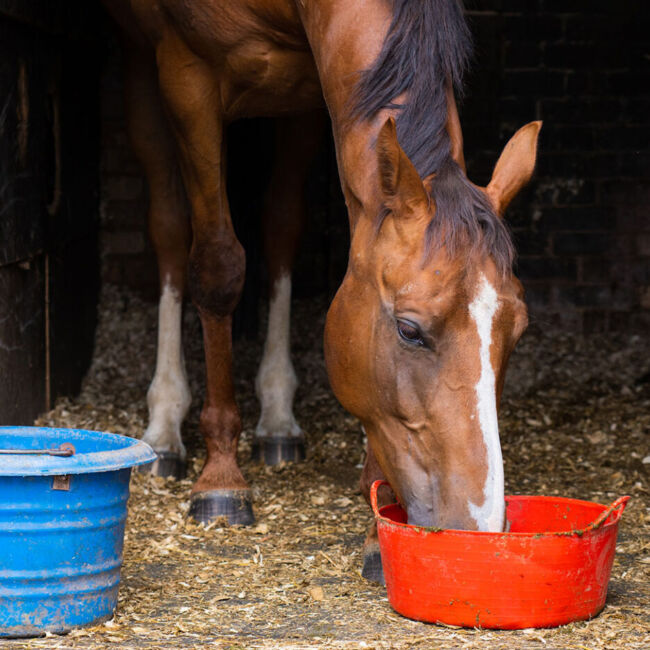 horse eating horse feed