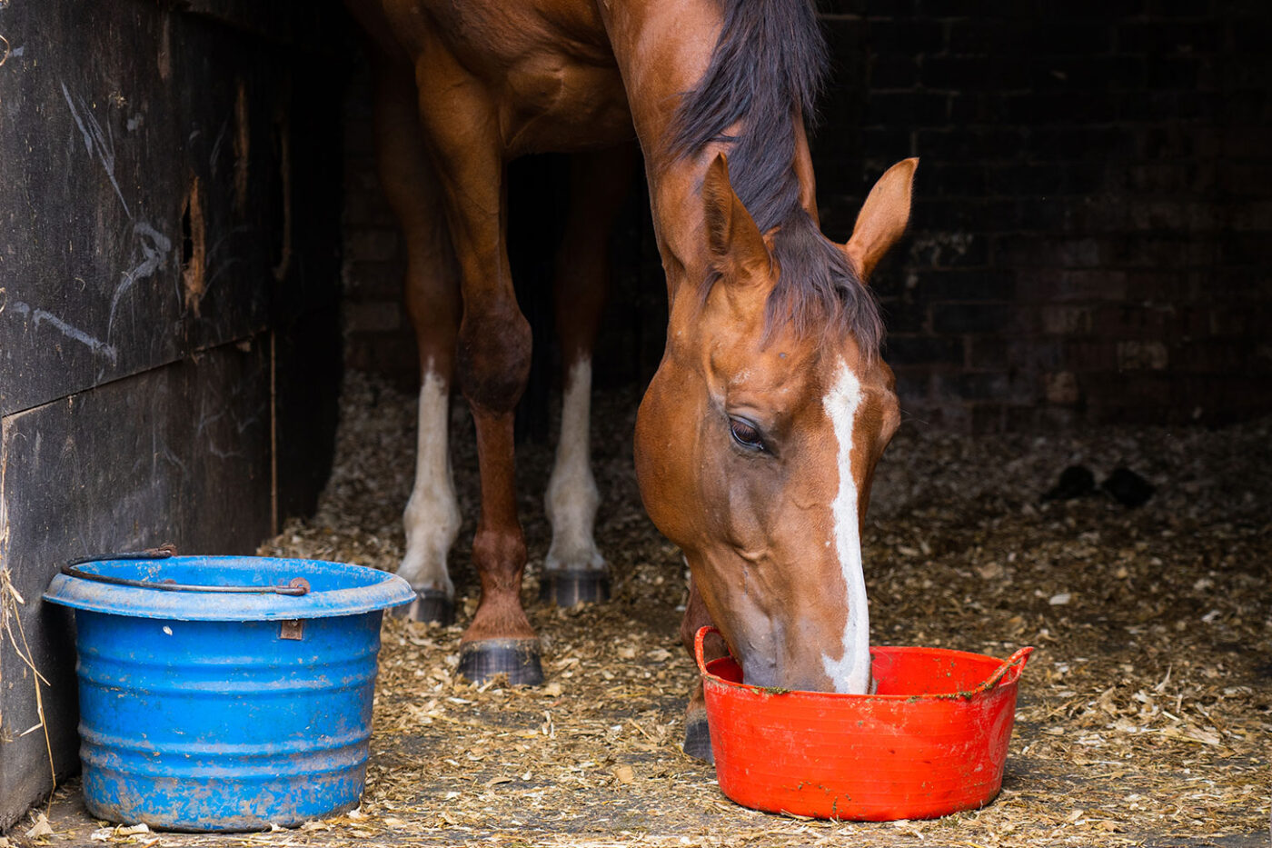 horse eating from bucket in stable