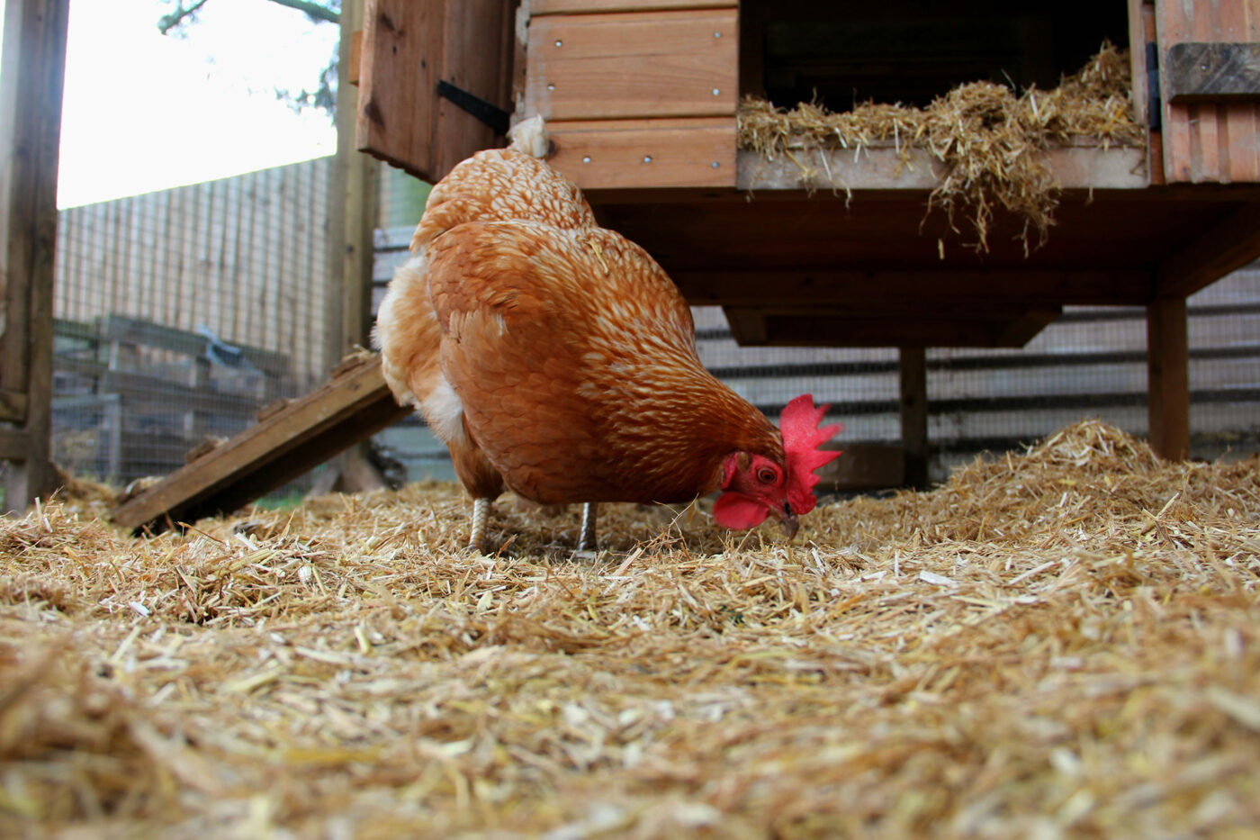 Chicken in coop