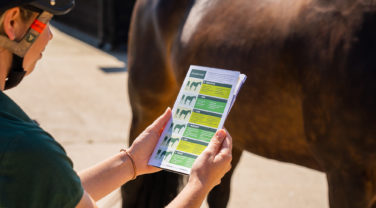 Assessing horses condition