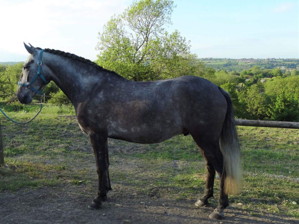 horse standing