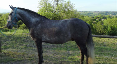 horse standing