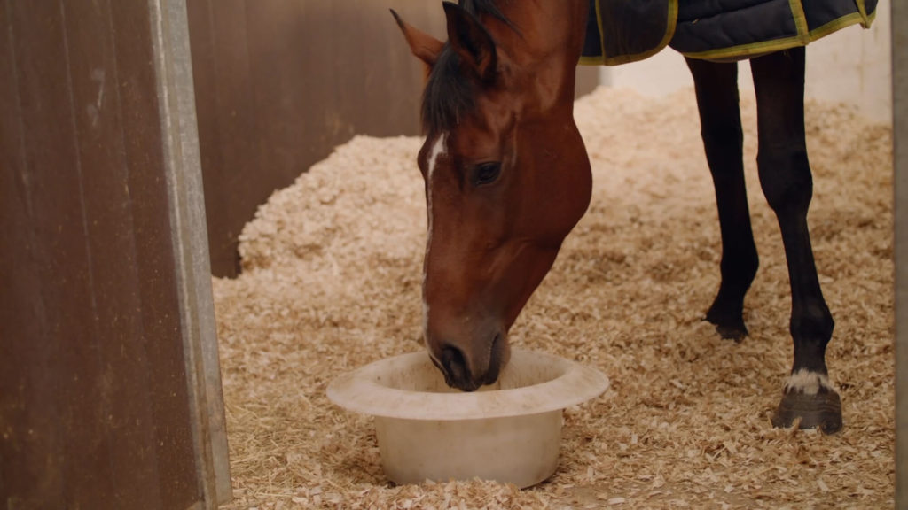 racehorse feeding on dengie products
