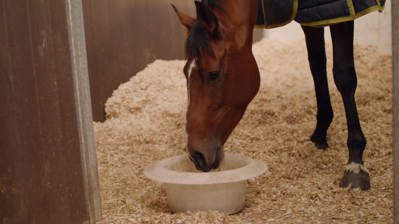 horse eating from bucket