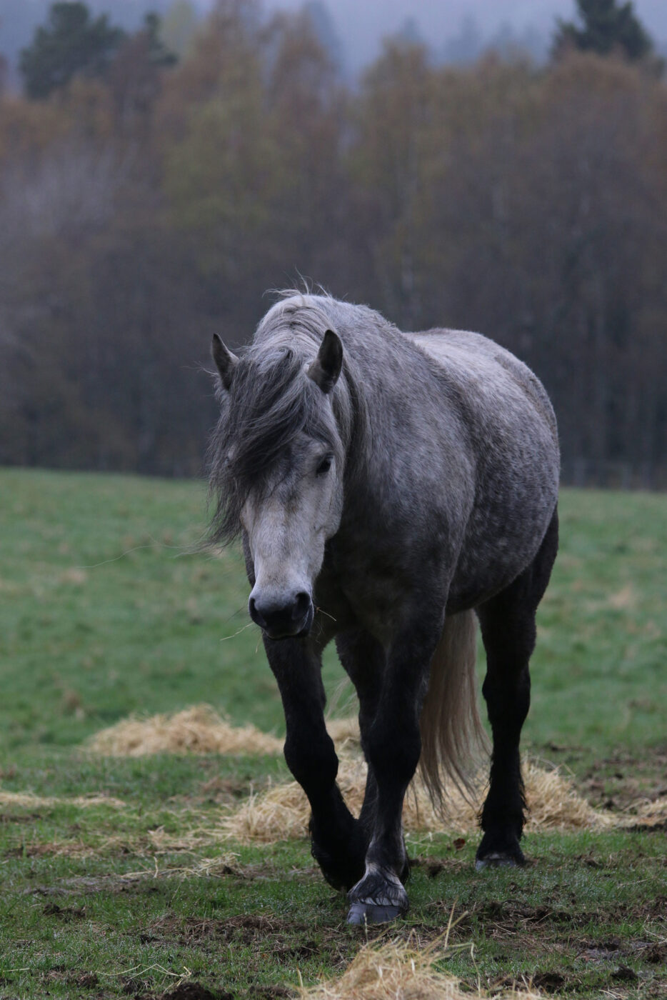 Highland Pony