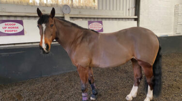 horse at healthy weight