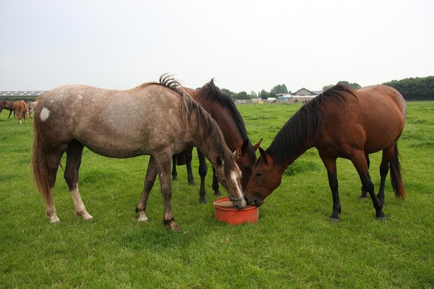 horses in field with lick