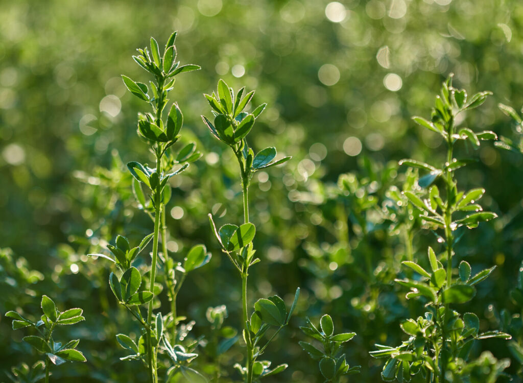 alfalfa field