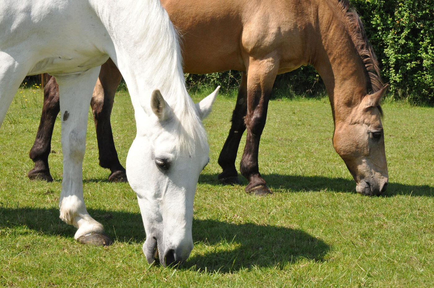 How to manage grass intake for horses | Dengie Horse Feeds