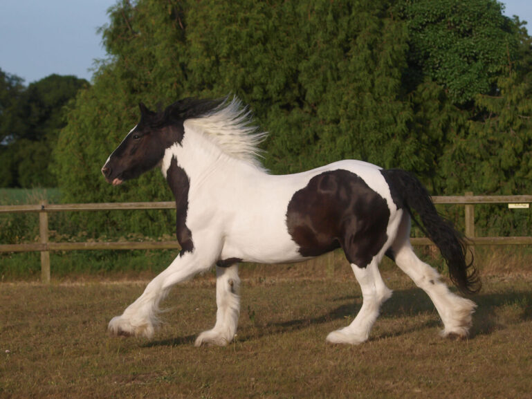 Horse in field