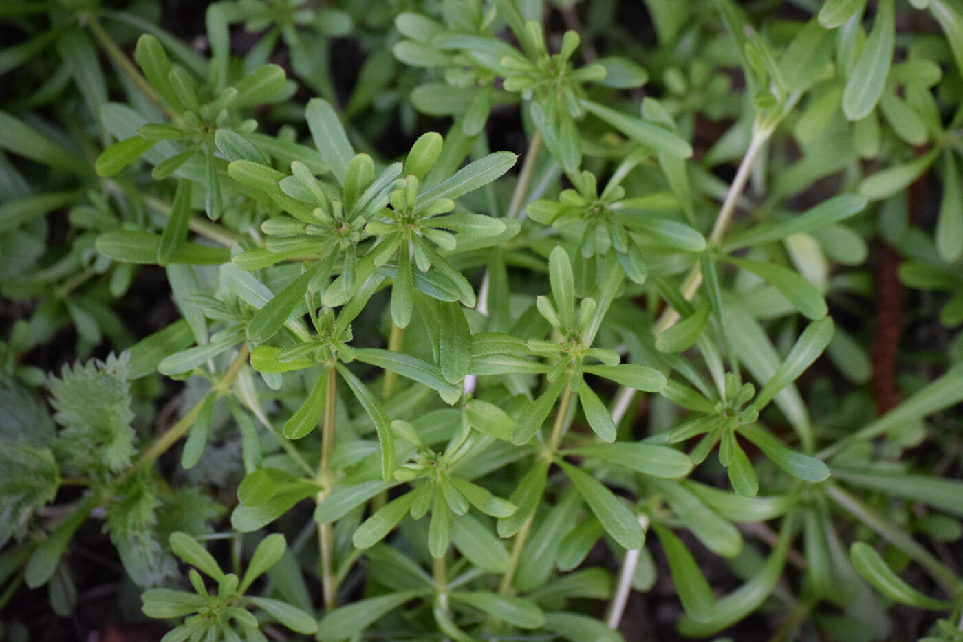 cleavers, sticky weed