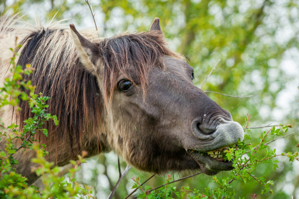 Horse eating hawthorn