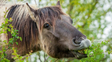Horse eating hawthorn