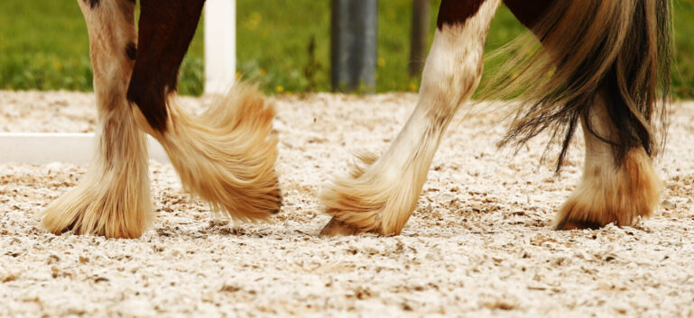 Horse Feathers