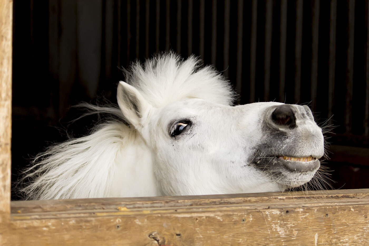 shetland pony looking over stable door