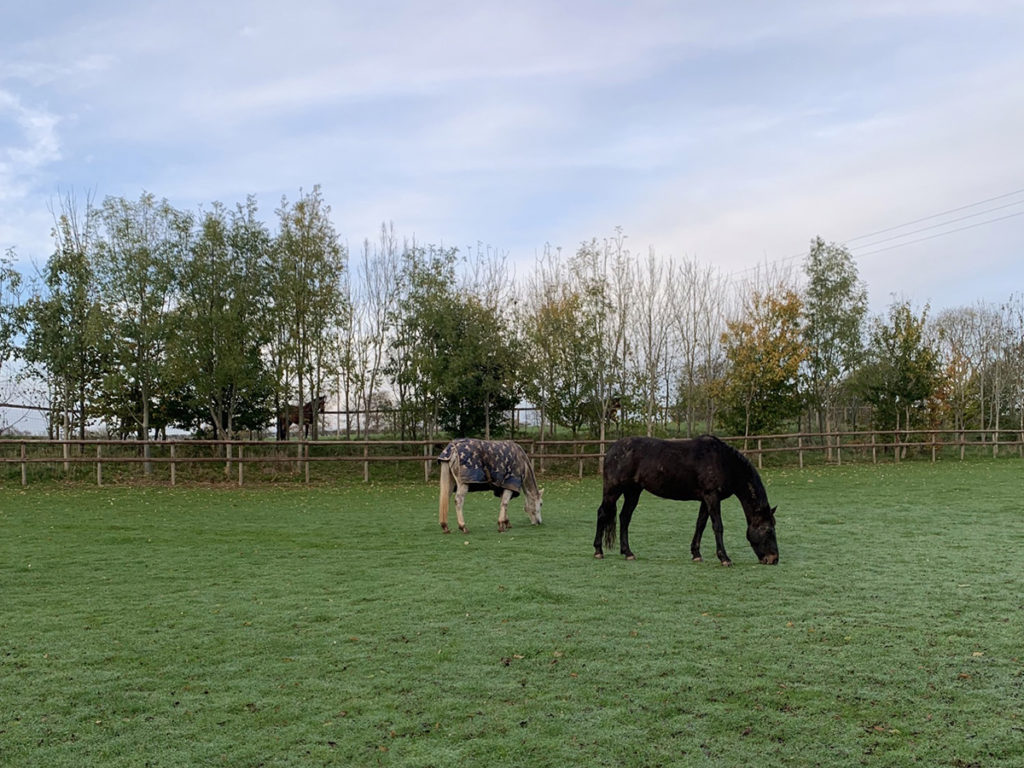 Horses on holiday