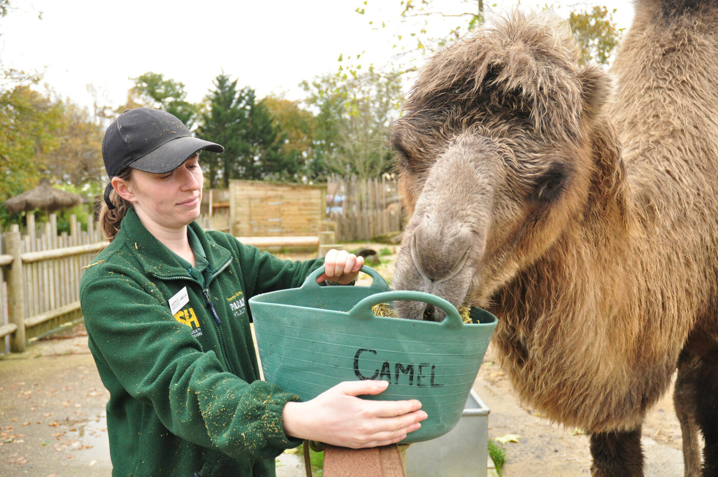 Bactrian Camel eating Alfa-A Original from bucket