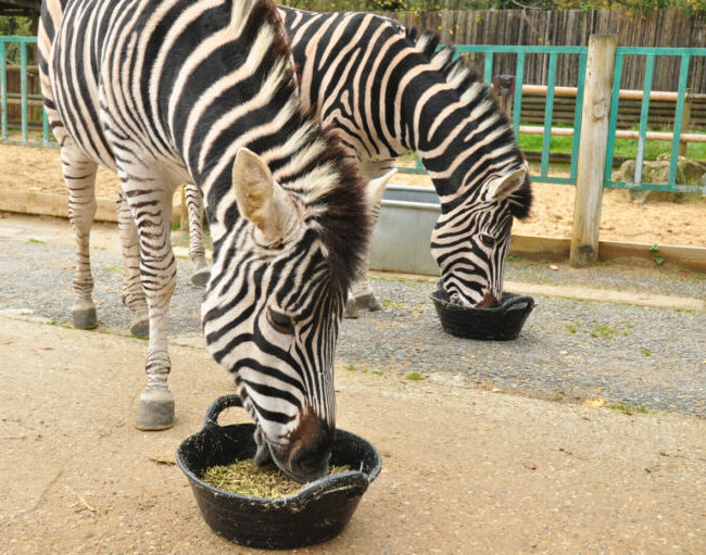 Zebra eating Alfa-A Original
