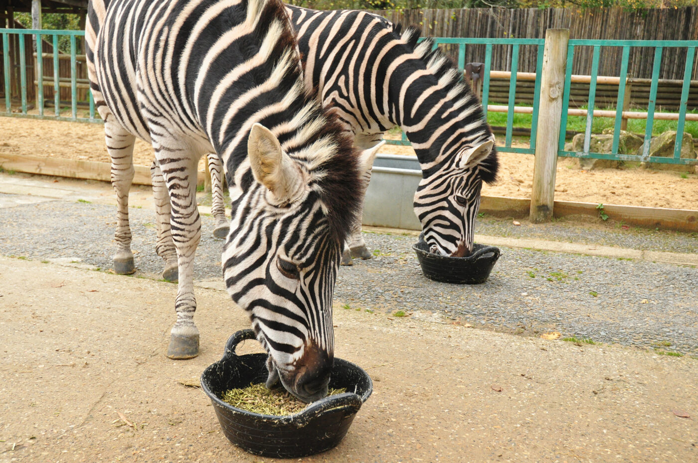 Zebra eating Alfa-A Original