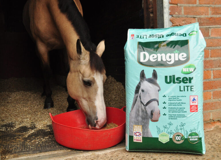 horse eating from bucket