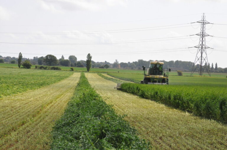 Alfalfa being harvested