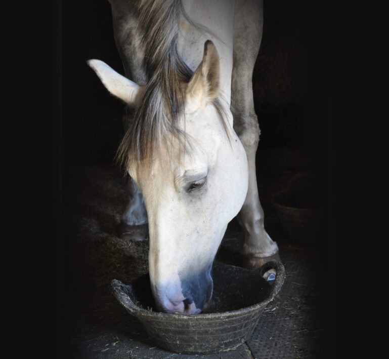 Grey horse eating from a bucket