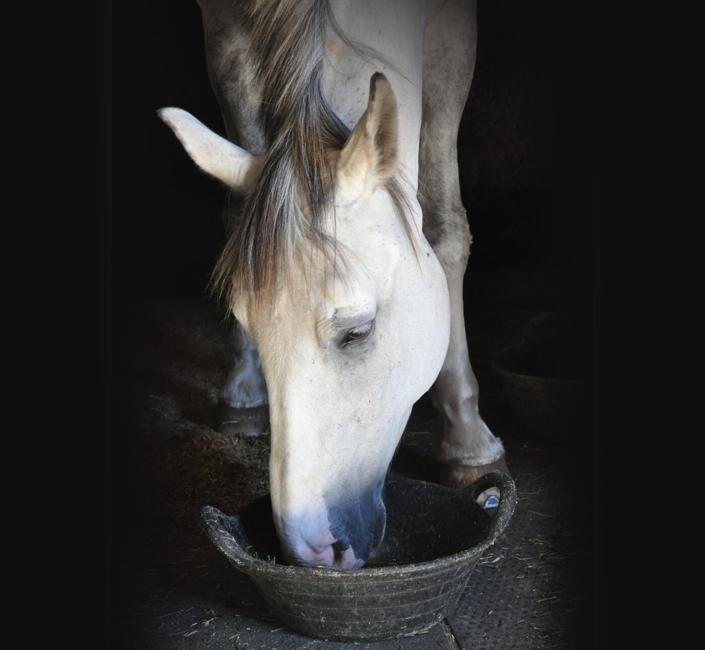 Grey horse eating alfalfa from a bucket